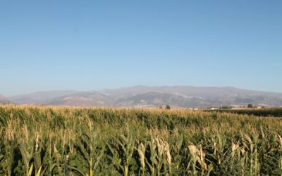 Incidencia de la planificación territorial en el medio físico-ambiental de la Vega de Granada y entorno próximo