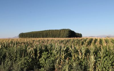 PAC: Capítulo 11 – Reforma de la Política Agrícola Común 2021-2027