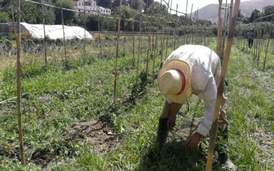 Propuestas PRTR para la transición hacia sistemas agroalimentarios saludables y sostenibles