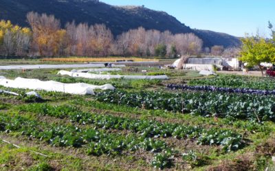 Soberanía Alimentaria: fuente de la eterna juventud