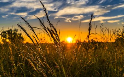 PAC: Capítulo 8 – La Política Agrícola Común después del 2013
