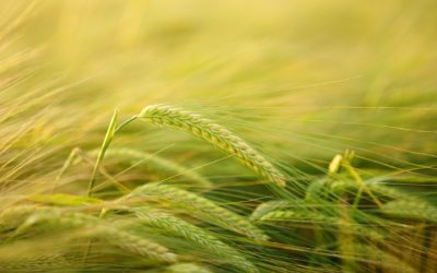 PAC: Capítulo 9 – La Política Agrícola Común hacia 2020
