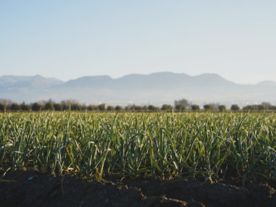 Una mirada joven para defender la Vega: entrevista a Marina Arroyave, autora de la imagen de la Semana de la Vega 2026