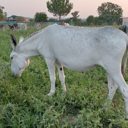 Gamarza