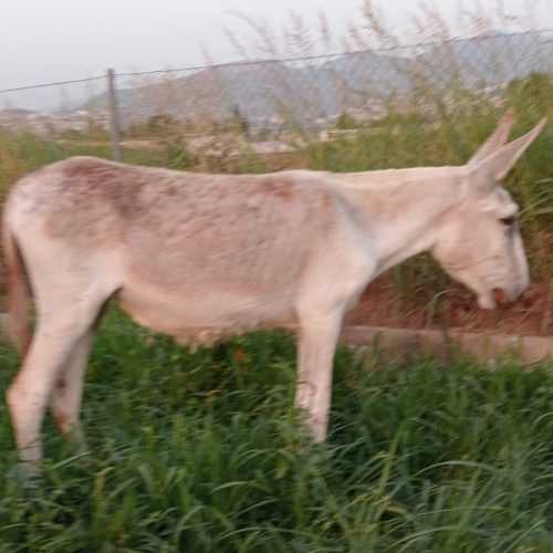 Triguera