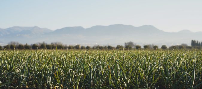 XIX Semana de la Vega 2026 MARINA ARROYAVE