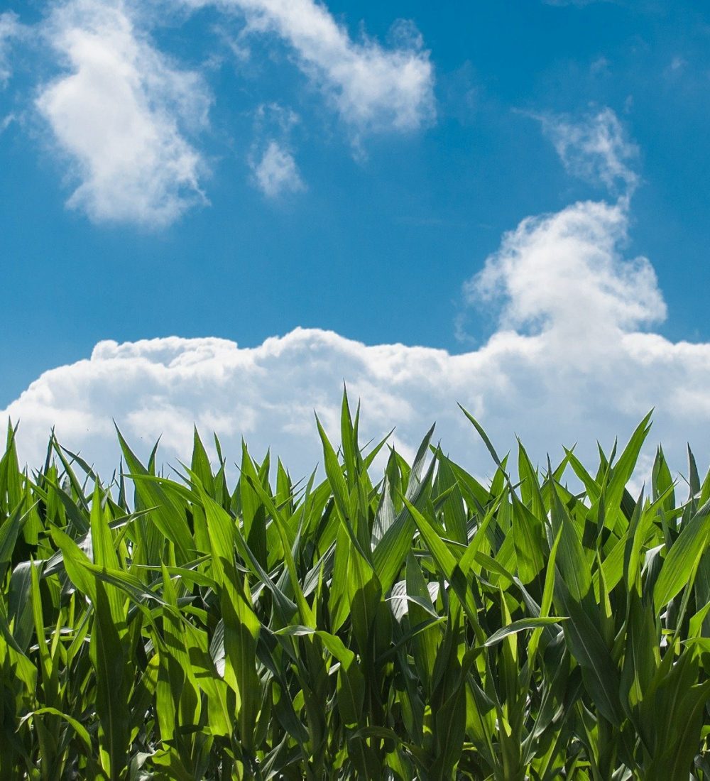 corn-fields-440338_1920 corn-fields-440338_1920